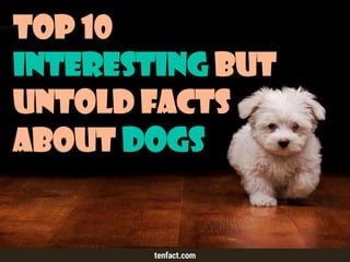 Top 10
Interesting but
Untold Facts
about Dogs
tenfact.com
 