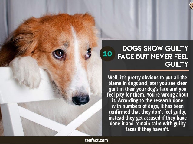 about dogs top 10 interesting but untold facts about dogs about dogs top 10 interesting but untold facts about dogs