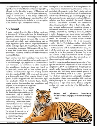 41
SEPTEMBER 2021 SwiftNLift
1492tigers,havethehighestnumberoftigers.TheCorbett
Tiger Reserve in Uttarakhand has the most tigers (231),
followed by the Karnataka reserves of Nagarhole and
Bandipore, which have 127 and 126 tigers, respectively.
Dampa in Mizoram, Buxa in West Bengal, and Palamau
in Jharkhand are the last large cats surviving. Only 2,967
tigers were predicted to live in India in 2018, according
to the National Tiger Conservation Authority.
New Research
A study conducted on the skin of Indian carnivores
by Rajani et al. (2020) revealed that the skin of Bengal
tigers has a Stratum Basale, Stratum Spinosum, Stratum
Granulosum, and Stratum Corneum. The presence of
compound hair follicles was a distinguishing trait. A
single big primary guard hair was ringed by compound
follicles in Bengal tigers. In Bengal tigers, the number
of surrounding compound follicles ranged from three
to seven. One to two coarse primary hair follicles and
multiple fine secondary hair follicles were found in each
compound follicle.
Tiger samples from the Sundarbans were tested for
mitochondrial and microsatellite markers and compared
to mainland Bengal tiger populations in India (northern
and peninsular). In comparison to other mainland
tiger populations, Sundarbans tigers were found to
be genetically unique and to have reduced genetic
variation. The Sundarbans tiger was recently isolated
from the mainland (600—2000 years ago), according
to a demographic study. Until recently, historical and
genetic evidence suggested that the Sundarbans tiger
was genetically related to mainland tigers. Finally,
genetic isolation from mainland tiger populations and
adaption to the mangrove ecology may
have altered the Sundarbans tiger's
genetic architecture. As a result,
the Sundarbans tiger needs specific
conservation care to preserve its
unique ability to adapt as well as its
genetic uniqueness. The adaptive
evolutionary conservation (AEC)
criterionshouldbeusedtomanage
it as an evolutionarily significant
unit (ESU) (Singh S. K., 2017).
The chemical composition of
the territorial marking fluid
of a male Bengal tiger,
Panthera tigris, was
investigated. It was discovered to be made up of urine and
a little amount of fatty material, which could operate as a
controlled-release carrier for the fluid's volatile contents.
In the marking fluid, 98 volatile chemicals and elemental
sulfur were detected using gas chromatography and gas
chromatography-mass spectrometry. A total of 16 more
volatiles have been tentatively discovered. Alkanols,
alkanals, 2-alkanones, branched and unbranched
alkanoic acids, dimethyl esters of dicarboxylic acids, -
and -lactones, and compounds containing nitrogen or
sulfur made up the bulk of these substances. Pure (R)-3-
methyl-2-octanone, (R)-3-methyl-2-nonanone, and (R)-
3-methyl-2-decanone were found in many samples of the
marking fluid, although these ketones were racemized in
others. The saturated (R)—lactones and (S)—lactones
(S)-(+)-(Z)-6-dodecen-4-olide (S)-(+)-(Z)-6-dodecen-
4-olide (S)-(+)-(Z)-6-dodecen-4-olide (S)-(+)-(Z)-
6-dodecen-4-olide (S)—lac 2-methylnonanoic acid,
2-methyldecanoic acid, 2-methylundecanoic acid, and
2-ethylhexanoic acid were racemates among the chiral
carboxylic acids. The presence of ketones, fatty acids,
and lactones in high concentrations in the headspace
of the marking fluid shows that these chemicals are key
pheromone ingredients (Burger et al., 2008).
For DNA extraction and subsequent genotyping of tiger
species, non-invasive samples such as scat, hair, or scent
are preferred. DNA was isolated from Bengal tiger scat
samples and a fragment of the cytochrome b gene was
sequenced after PCR using species-specific primers in
a study conducted by Alam et al. (2021). Tiger DNA
was effectively recovered from scat samples using tiger-
specific primers, based on the size of the PCR result and
the sequencing of the cytochrome b gene. As a result,
the presence of tiger DNA may be detected using this
method only based on the size of the PCR product in
the gel.
Sources and references: https://www.
worldlandtrust.org/species/mammals/bengal-
tiger/
 