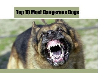 Top 10 Most Dangerous Dogs
 