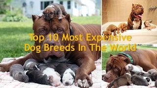 Top 10 Most Expensive
Dog Breeds In The World
 