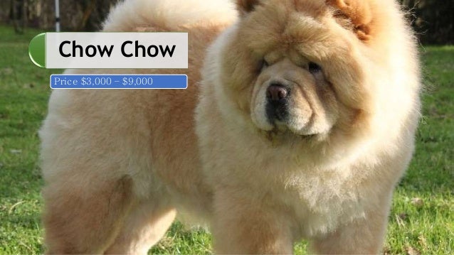 top 10 dog price