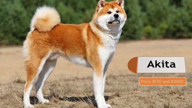 10 most expensive dogs