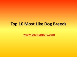 Top 10 Most Like Dog Breeds
www.besttoppers.com
 