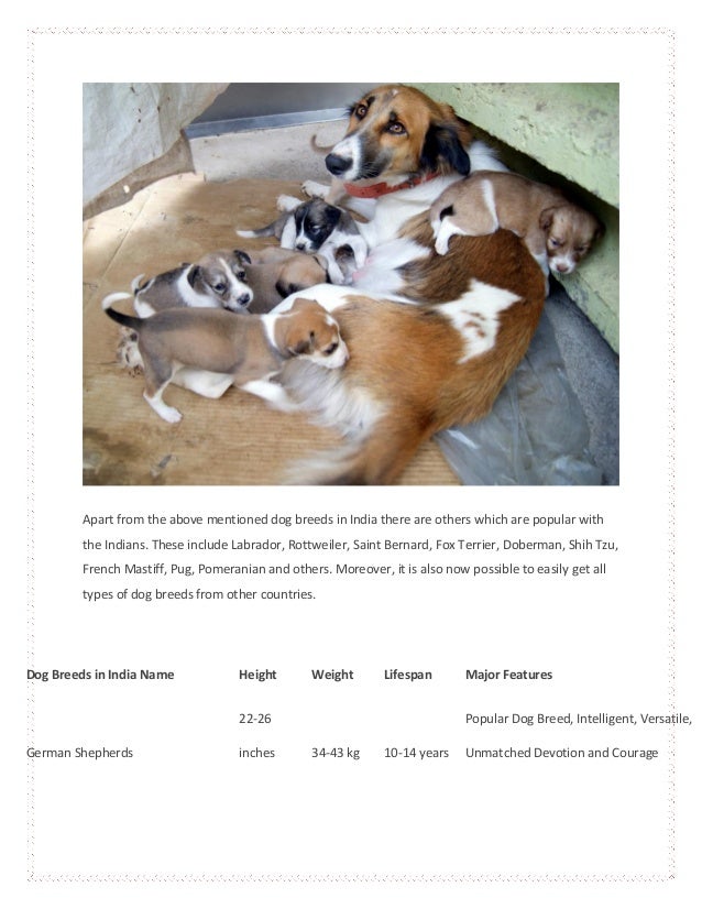 Types Of Dog Breeds Best Dog Breeds Dog Breed In India Pet Stores