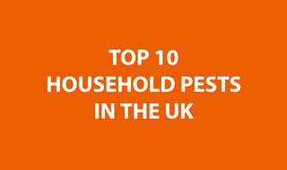 Top 10 Household Pests in the UK
