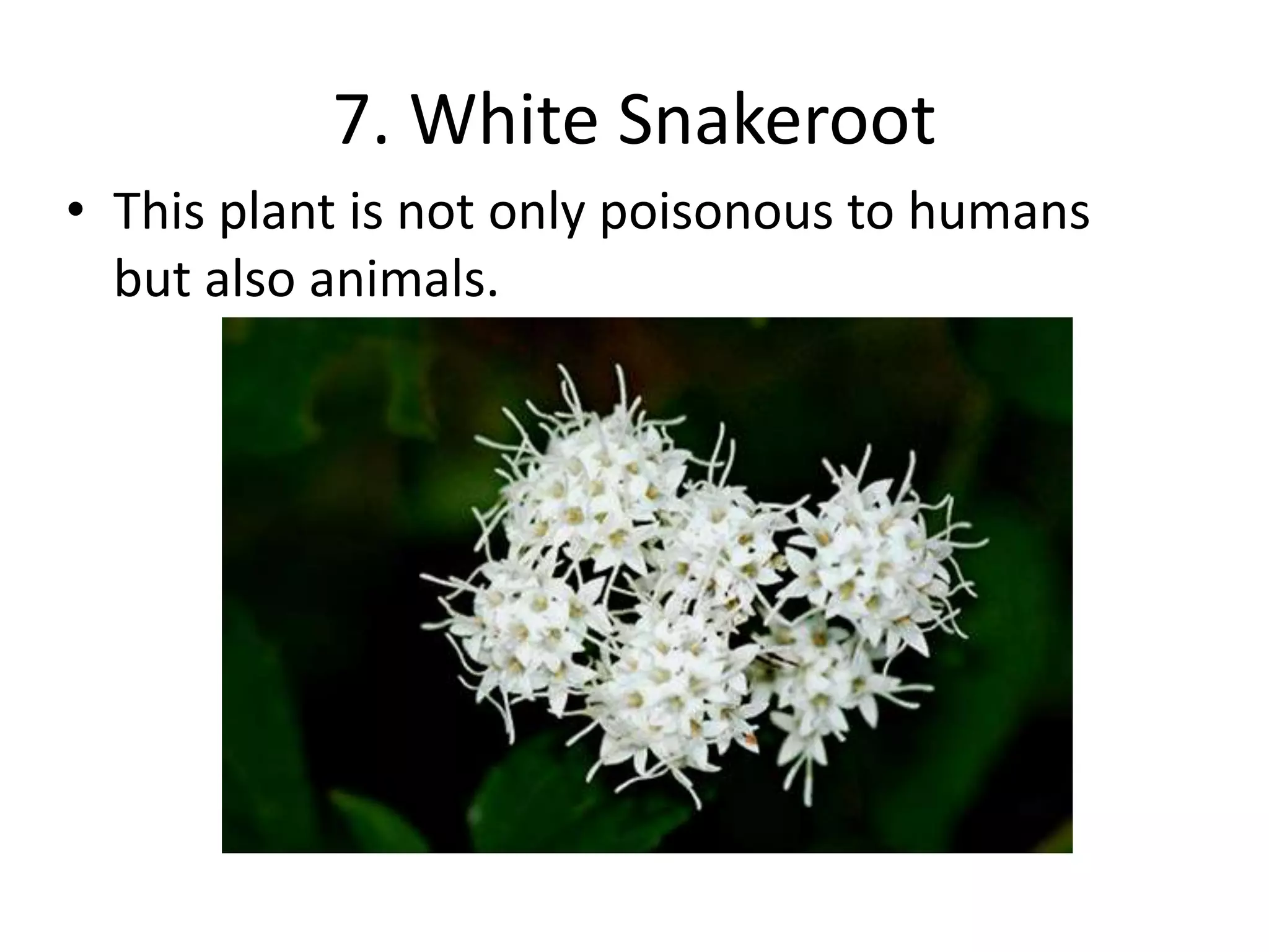 To Poison Top 10 poisonous plants | PPT