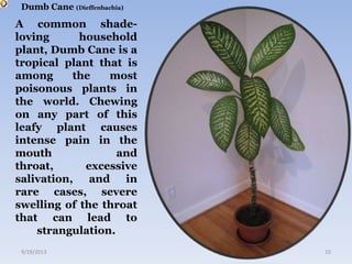Dumb Cane (Dieffenbachia)
A common shade-
loving household
plant, Dumb Cane is a
tropical plant that is
among the most
poisonous plants in
the world. Chewing
on any part of this
leafy plant causes
intense pain in the
mouth and
throat, excessive
salivation, and in
rare cases, severe
swelling of the throat
that can lead to
strangulation.
9/19/2013 10
 