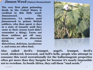Jimson Weed (Datura Stramonium)
The very first plant poisoning
death in the United States is
credited to this little weed:
Jimsonweed. The
Jamestown, VA settlers used
jimsonweed to poison British
soldiers, who then spent 11 days
in a state of insanity until they
came to their senses (and didn't
remember a thing). Turns out
those soldiers got off easy;
symptoms such as abnormal
thirst, vision
distortions, delirium, incoherenc
e, and coma are often fatal.
9/19/2013 11
Also called devil's trumpet, angel's trumpet, devil's
weed, stinkweed, locoweed, and hell's bells, people who attempt to
consume this weed recreationally for the hallucinogenic properties
often get more than they bargain for because it's nearly impossible
not to overdose. In South Africa, they call them "mad seeds."
 
