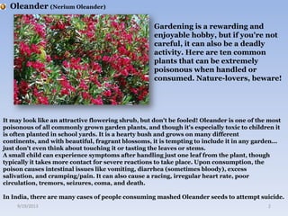 Oleander (Nerium Oleander)
Gardening is a rewarding and
enjoyable hobby, but if you're not
careful, it can also be a deadly
activity. Here are ten common
plants that can be extremely
poisonous when handled or
consumed. Nature-lovers, beware!
It may look like an attractive flowering shrub, but don't be fooled! Oleander is one of the most
poisonous of all commonly grown garden plants, and though it's especially toxic to children it
is often planted in school yards. It is a hearty bush and grows on many different
continents, and with beautiful, fragrant blossoms, it is tempting to include it in any garden...
just don't even think about touching it or tasting the leaves or stems.
A small child can experience symptoms after handling just one leaf from the plant, though
typically it takes more contact for severe reactions to take place. Upon consumption, the
poison causes intestinal issues like vomiting, diarrhea (sometimes bloody), excess
salivation, and cramping/pain. It can also cause a racing, irregular heart rate, poor
circulation, tremors, seizures, coma, and death.
In India, there are many cases of people consuming mashed Oleander seeds to attempt suicide.
9/19/2013 2
 