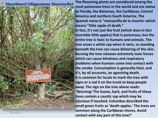 Manchineel (Hippomane Mancinella)
The flowering plants are considered among the
most poisonous trees in the world and are native
to Florida, the Bahamas, the Caribbean, Central
America and northern South America. The
Spanish name is "manzanilla de la muerte: which
means "little apple of death."
In fact, it's not just the fruit (which does in fact
resemble little apples) that is poisonous, but the
entire tree is toxic to humans and animals. The
tree oozes a white sap when it rains, so standing
beneath the tree can cause blistering of the skin.
Burning the tree releases extremely toxic fumes
which can cause blindness and respiratory
problems when humans come into contact with
the smoke. Consumption is generally fatal, and
it's, by all accounts, an agonizing death.
It is common for locals to mark the tree with
signs or a red X on the trunk to keep people
away. The sign on the tree above reads:
"Warning! The leaves, bark, and fruits of these
trees contain a caustic sap which may be
injurious if touched. Columbus described the
small green fruits as 'death apples.' The trees are
common along the Caribbean shores. Avoid
contact with any part of this tree!"
9/19/2013 3
 