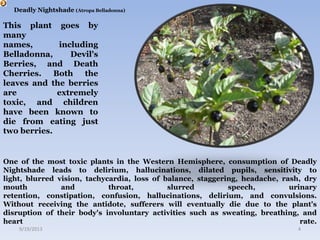 Deadly Nightshade (Atropa Belladonna)
One of the most toxic plants in the Western Hemisphere, consumption of Deadly
Nightshade leads to delirium, hallucinations, dilated pupils, sensitivity to
light, blurred vision, tachycardia, loss of balance, staggering, headache, rash, dry
mouth and throat, slurred speech, urinary
retention, constipation, confusion, hallucinations, delirium, and convulsions.
Without receiving the antidote, sufferers will eventually die due to the plant's
disruption of their body's involuntary activities such as sweating, breathing, and
heart rate.
9/19/2013 4
This plant goes by
many
names, including
Belladonna, Devil's
Berries, and Death
Cherries. Both the
leaves and the berries
are extremely
toxic, and children
have been known to
die from eating just
two berries.
 