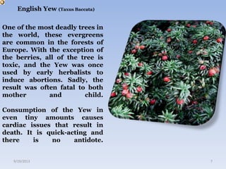 English Yew (Taxus Baccata)
One of the most deadly trees in
the world, these evergreens
are common in the forests of
Europe. With the exception of
the berries, all of the tree is
toxic, and the Yew was once
used by early herbalists to
induce abortions. Sadly, the
result was often fatal to both
mother and child.
Consumption of the Yew in
even tiny amounts causes
cardiac issues that result in
death. It is quick-acting and
there is no antidote.
9/19/2013 7
 