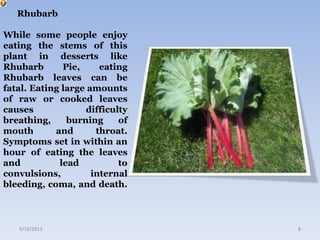 Rhubarb
While some people enjoy
eating the stems of this
plant in desserts like
Rhubarb Pie, eating
Rhubarb leaves can be
fatal. Eating large amounts
of raw or cooked leaves
causes difficulty
breathing, burning of
mouth and throat.
Symptoms set in within an
hour of eating the leaves
and lead to
convulsions, internal
bleeding, coma, and death.
9/19/2013 8
 