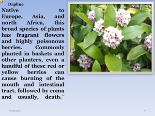 Daphne
Native to
Europe, Asia, and
north Africa, this
broad species of plants
has fragrant flowers
and highly poisonous
berries. Commonly
planted in baskets and
other planters, even a
handful of these red or
yellow berries can
cause burning of the
mouth and intestinal
tract, followed by coma
and usually, death.`
9/19/2013 9
 