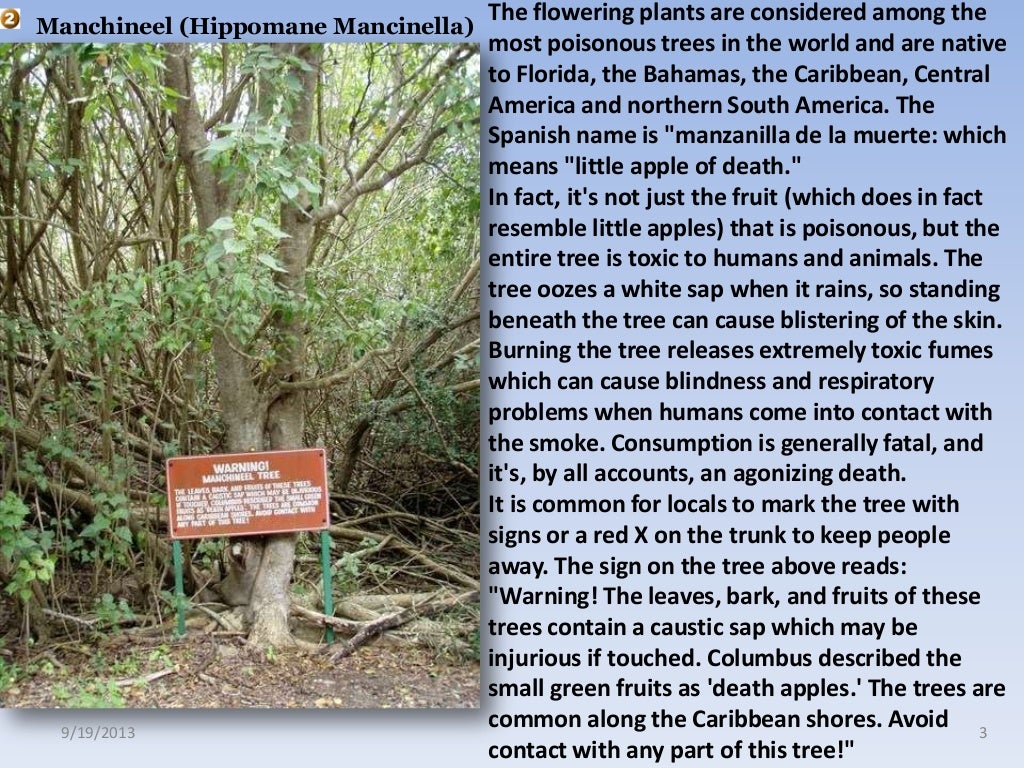 Top 10 poisonous plant's & tree's