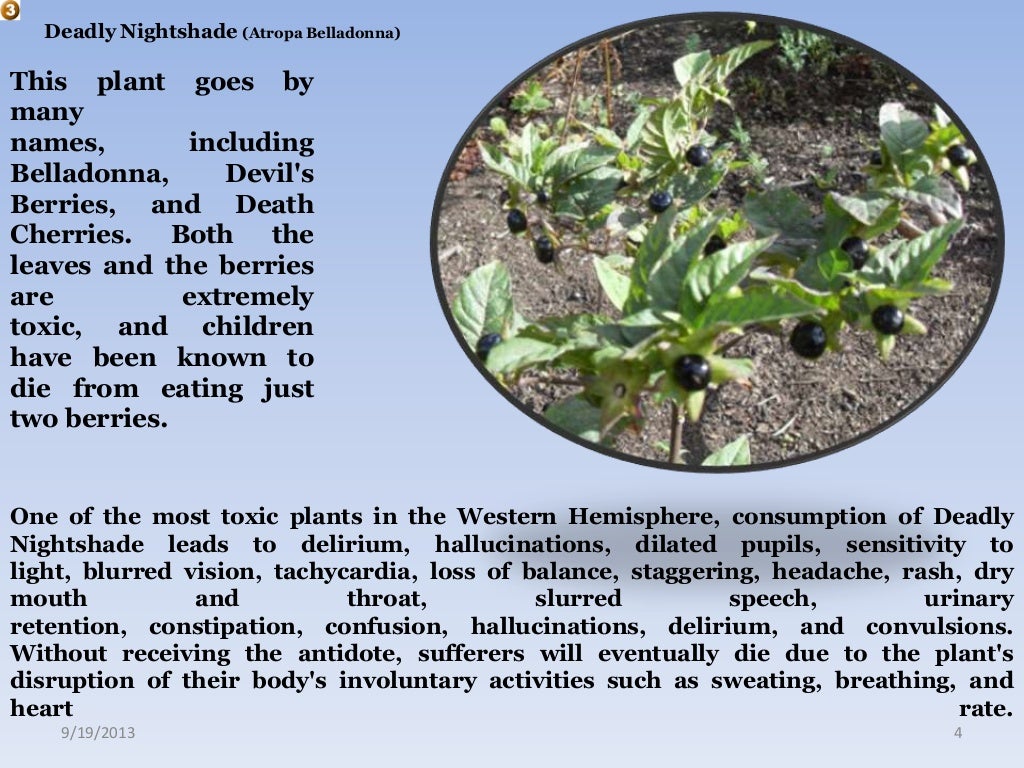 Top 10 poisonous plant's & tree's