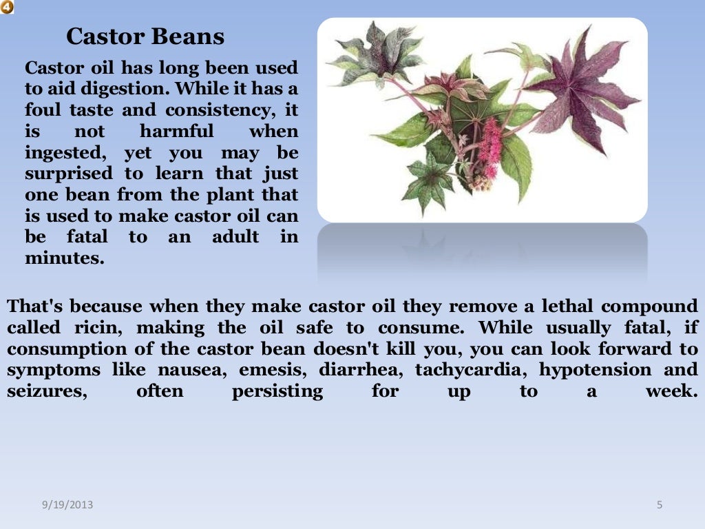 Top 10 poisonous plant's & tree's