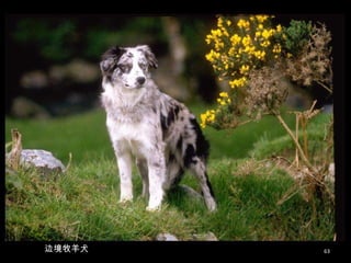 边境牧羊犬 