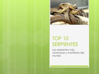 TOP 10
SERPIENTES
Las serpientes más
venenosas y mortíferas del
mundo

 