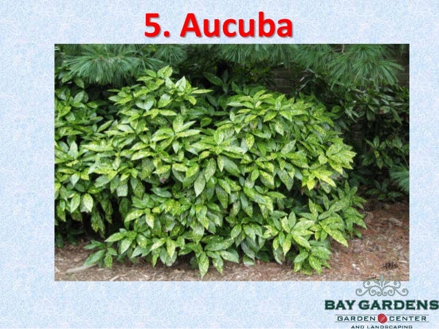 Top 10 Small Evergreen Shrubs - Perfect For All Season Interest Aucuba; 7. - Top 10 Small Evergreen Shrubs - Perfect For All Season Interest