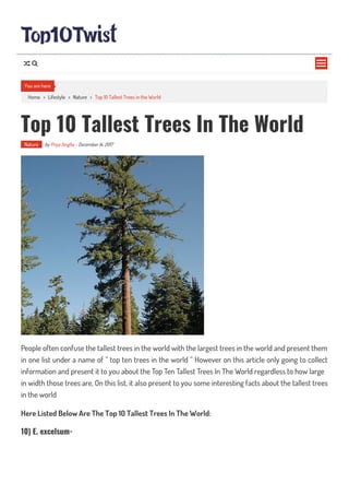 Home > Lifestyle > Nature > Top 10 Tallest Trees in the World
Top 10 Tallest Trees In The World
Nature by Priya Singha - December 14, 2017
People often confuse the tallest trees in the world with the largest trees in the world and present them
in one list under a name of ” top ten trees in the world ” However on this article only going to collect
information and present it to you about the Top Ten Tallest Trees In The World regardless to how large
in width those trees are, On this list, it also present to you some interesting facts about the tallest trees
in the world
Here Listed Below Are The Top 10 Tallest Trees In The World:
10) E. excelsum-
You are here

 