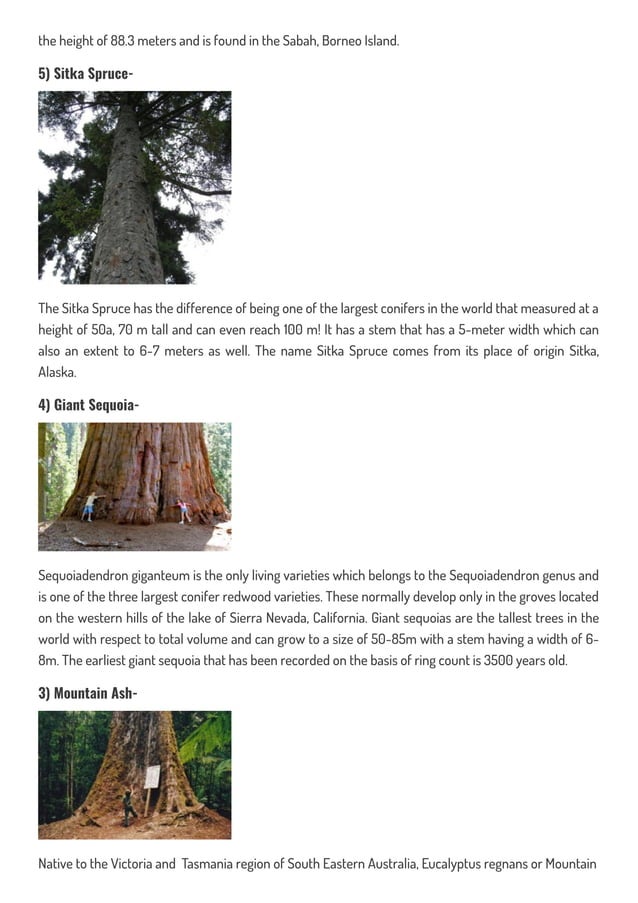 Top 10 tallest trees in the world