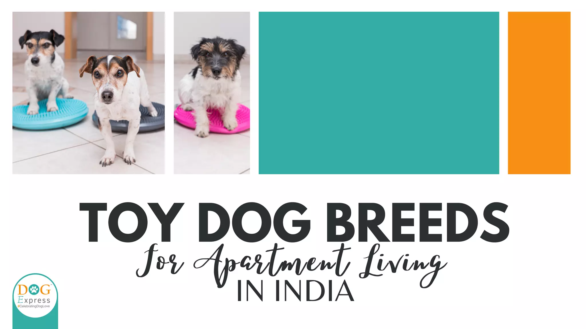 Top Toy Dog Breeds For Apartment Living In India PPT