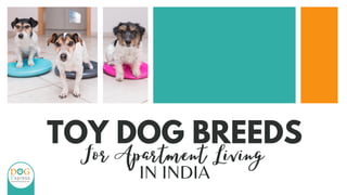 TOY DOG BREEDS
For Apartment Living
IN INDIA
 