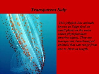 Transparent Salp   This jellyfish-like animals known as Salps feed on small plants in the water called phytoplankton (marine algae). They are transparent, barrel-shaped animals that can range from one to 10cm in length .  