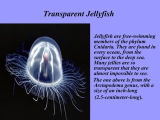 Transparent Jellyfish   Jellyfish are free-swimming members of the phylum Cnidaria. They are found in every ocean, from the surface to the deep sea. Many jellies are so transparent that they are almost impossible to see.  The one above is from the Arctapodema genus, with a size of an inch-long  (2.5-centimeter-long ).   