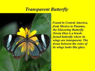 Transparent Butterfly   Found in Central   America, from Mexico to Panama, the Glasswing Butterfly (Greta Oto) is a brush-footed butterfly where its wings are transparent. The tissue between the veins of its wings looks like glass .  