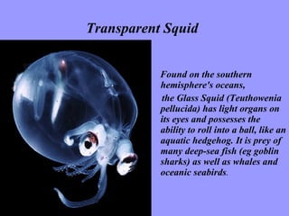 Transparent Squid   Found on the southern hemisphere's oceans,  the Glass Squid (Teuthowenia pellucida) has light organs on its eyes and possesses the ability to roll into a ball, like an aquatic hedgehog. It is prey of many deep-sea fish (eg goblin   sharks) as well as whales and oceanic seabirds . 
