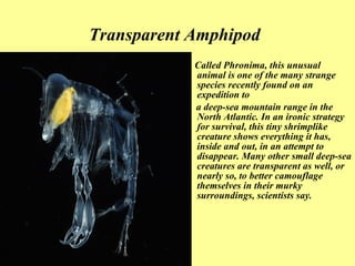 Transparent Amphipod   Called Phronima, this   unusual animal is one of the many strange species recently found on an expedition to a deep-sea mountain range in the North Atlantic. In an ironic strategy for survival, this tiny shrimplike creature shows everything it has, inside and out, in an attempt to disappear. Many other small deep-sea creatures are transparent as well, or nearly so, to better camouflage themselves in their murky surroundings, scientists say.  