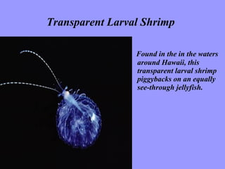 Transparent Larval Shrimp   Found in the in the waters around Hawaii, this transparent larval shrimp piggybacks on an equally see-through jellyfish.  