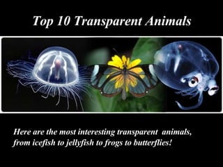 Top 10 Transparent Animals ,[object Object],[object Object]