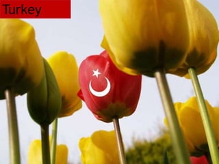 Turkey
 