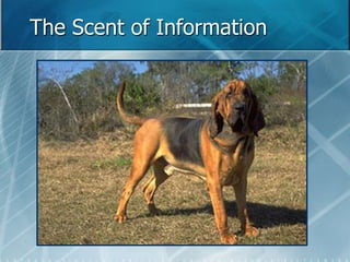 The Scent of Information 
 