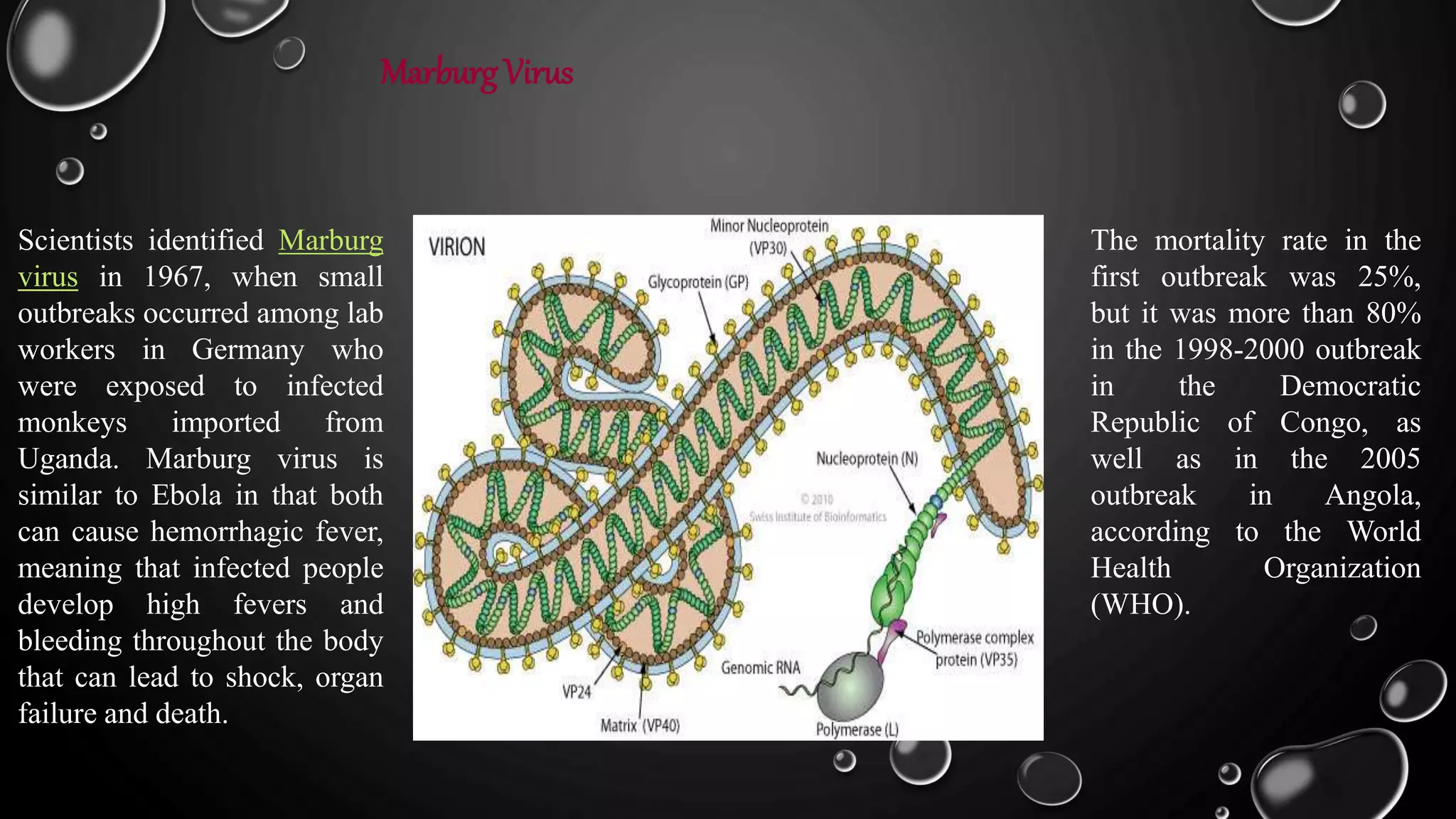 Marburg Virus
Scientists identified Marburg
virus in 1967, when small
outbreaks occurred among lab
workers in Germany who
were exposed to infected
monkeys imported from
Uganda. Marburg virus is
similar to Ebola in that both
can cause hemorrhagic fever,
meaning that infected people
develop high fevers and
bleeding throughout the body
that can lead to shock, organ
failure and death.
The mortality rate in the
first outbreak was 25%,
but it was more than 80%
in the 1998-2000 outbreak
in the Democratic
Republic of Congo, as
well as in the 2005
outbreak in Angola,
according to the World
Health Organization
(WHO).
 