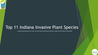Top 11 Indiana Invasive Plant Species
A partnership between the Center for Earth and Environmental Science at IUPUI and Indy Parks & Recreation
 