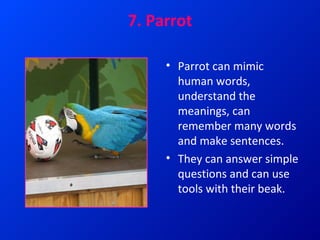 Top 15 smartest and most intelligent animals | PPT