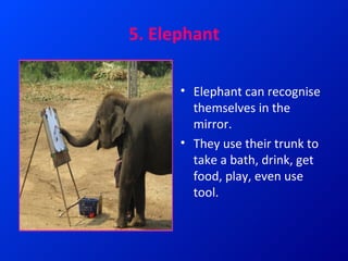 Top 15 smartest and most intelligent animals | PPT