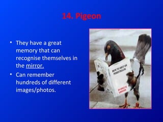 Top 15 smartest and most intelligent animals | PPT