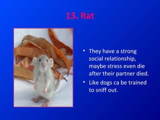 Top 15 smartest and most intelligent animals | PPT
