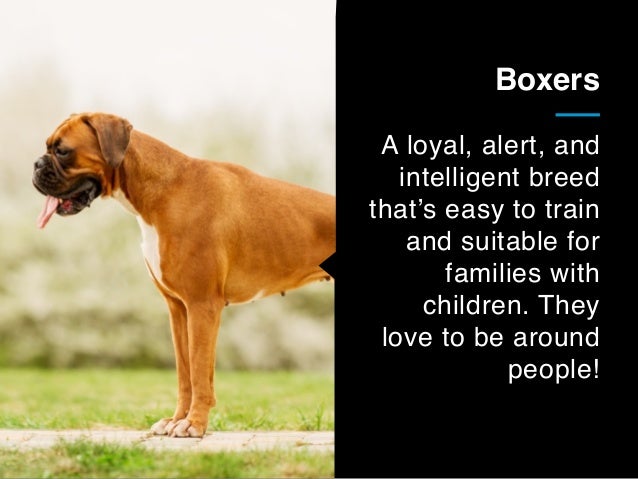 best guard breeds for families with children german shepherds their families and are loyal and protective breeds best guard breeds for families with children german shepherds their families and are loyal and protective breeds