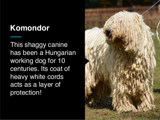 best guard breeds for families with children 25 best guard breeds for your family best guard breeds for families with children 25 best guard breeds for your family