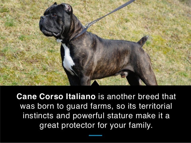 best guard breeds for families with children 25 best guard breeds for your family best guard breeds for families with children 25 best guard breeds for your family