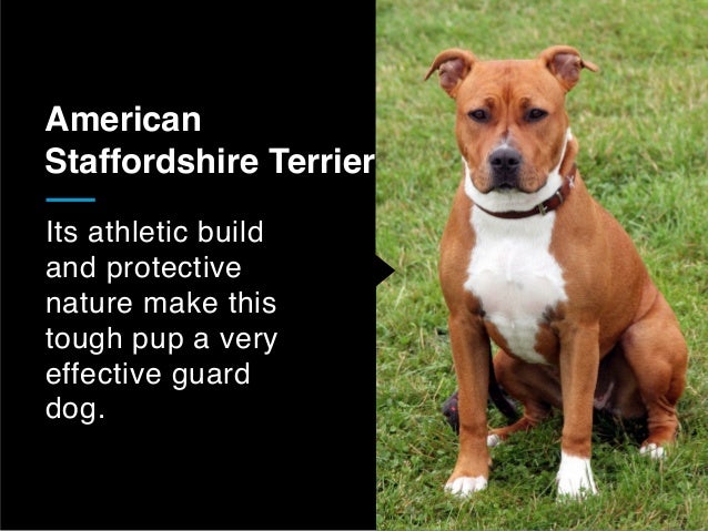 best guard breeds for families with children 25 best guard breeds for your family best guard breeds for families with children 25 best guard breeds for your family