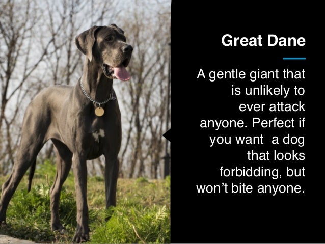 best guard breeds for families with children 25 best guard breeds for your family best guard breeds for families with children 25 best guard breeds for your family