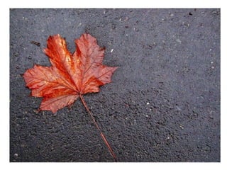 Top40photographs 150423061349-conversion-gate02